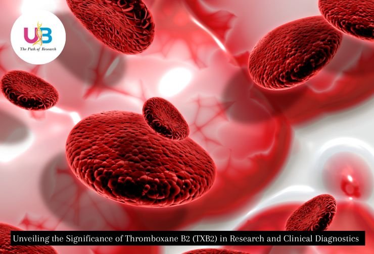 Unveiling the Significance of Thromboxane B2 (TXB2) in Research and Clinical Diagnostics