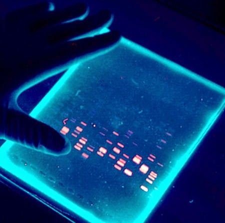 Gel Electrophoresis