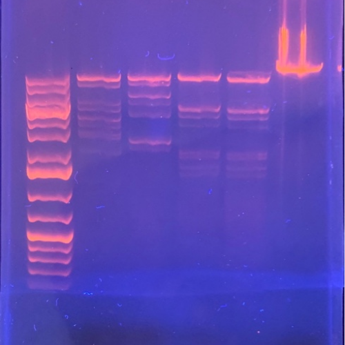 DNA Ladders