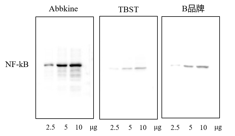 SuperKine Enhanced Antibody Dilution Buffer