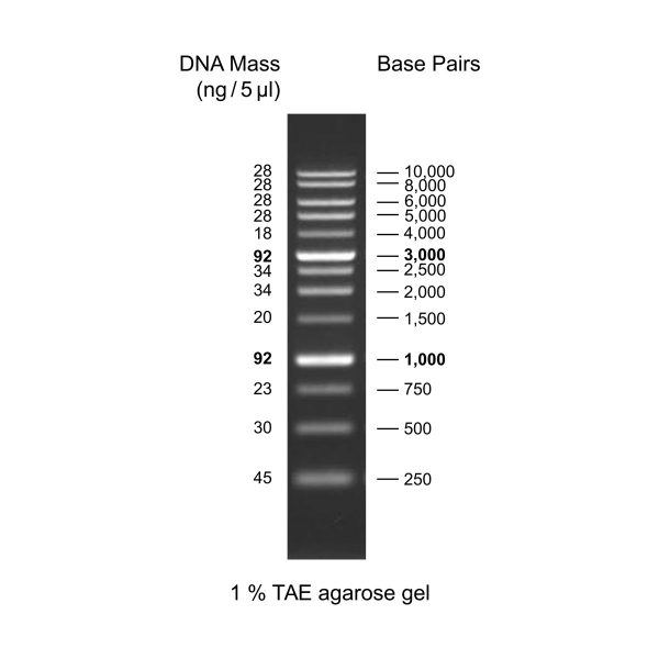 1kb DNA Ladder Molecular Biology Products Universal Biotechnology 1kb DNA Ladder Molecular Biology Products Universal Biotechnology