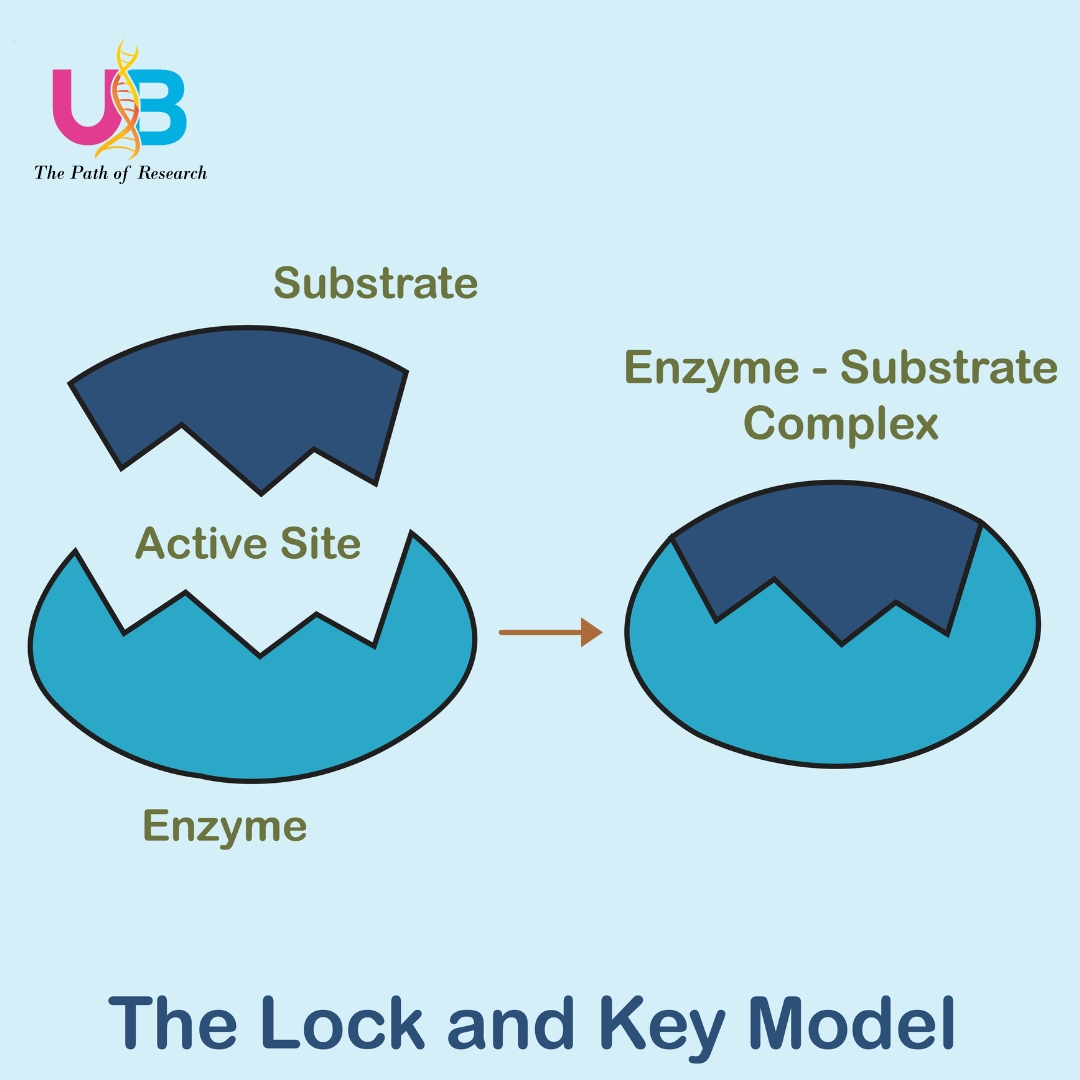 Enzymes Lock And Key Animation How Enzymes Work YouTube