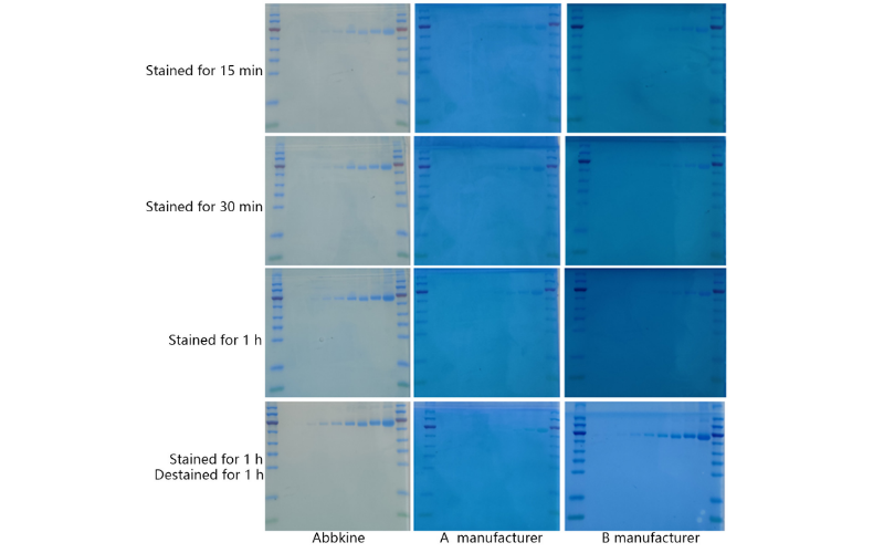 SuperKine™ Protein Gel Fast Staining Solution (Coomassie Blue)