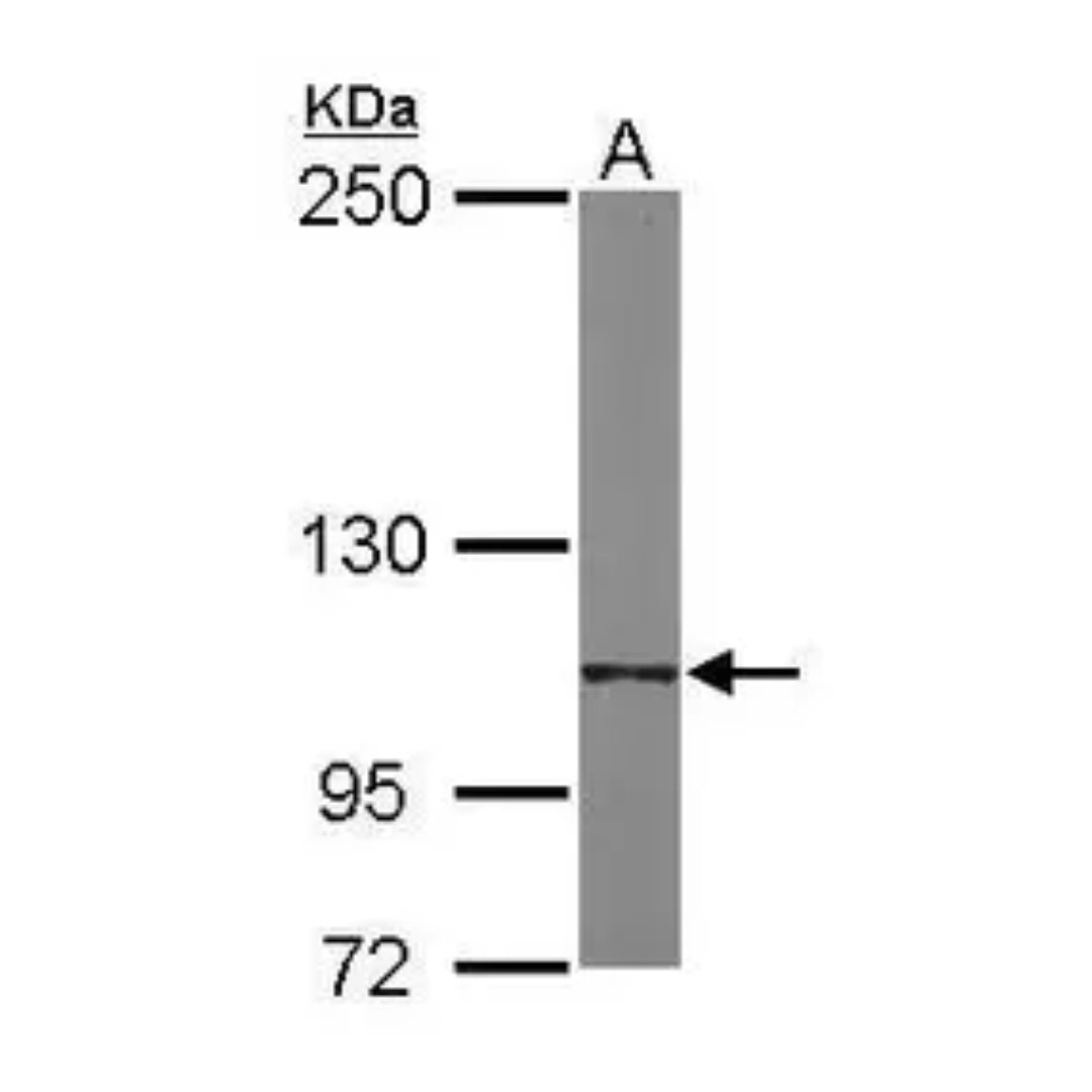 Integrin Alpha 6 Antibody [N3C2], Internal