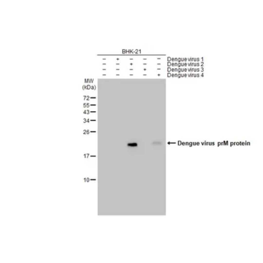 Dengue Virus PrM Protein Antibody