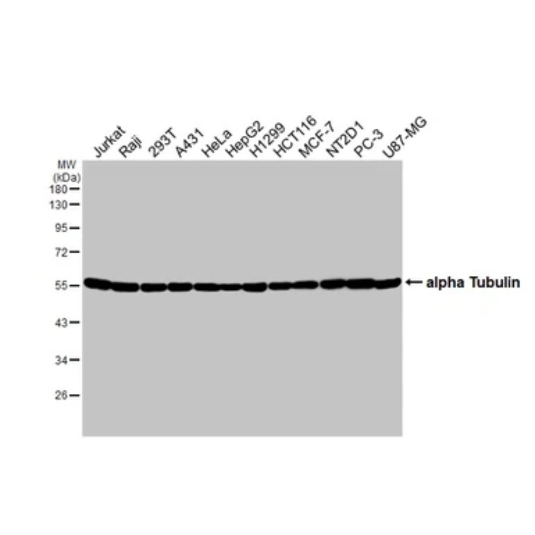 Alpha Tubulin Antibody [HL2162]