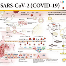 Infectious Diseases Poster-SARS-CoV-2 (COVID-19)-GeneTex